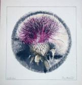 MARTIN Scott Bullthistle MARTIN Scott Bullthistle