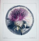 MARTIN Scott Bullthistle MARTIN Scott Bullthistle