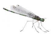 MARTINET Edouard Dragonfly MARTINET Edouard Dragonfly
