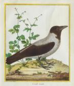 MARTINET Francois Nicolas Ornithology MARTINET Francois Nicolas Ornithology