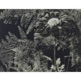 MARYNOWICZ Wladyslaw Untitled (flora With Cedars) MARYNOWICZ Wladyslaw Untitled (flora With Cedars)