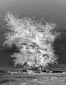 MATALON Ohad Burning Bush MATALON Ohad Burning Bush