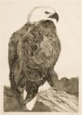MCGINNIS D. American Bald Eagle MCGINNIS D. American Bald Eagle
