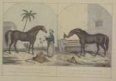 MCKENZIE W M The Godolphin Barb And Pure Arabian MCKENZIE W M The Godolphin Barb And Pure Arabian