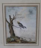 MEAN H. Ornithological Study MEAN H. Ornithological Study