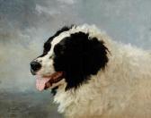 MELIN Joseph Urbain A Head Of A Landseer Newfoundland MELIN Joseph Urbain A Head Of A Landseer Newfoundland