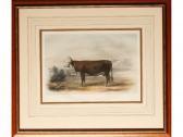 MELING J. Vache De Hereford MELING J. Vache De Hereford