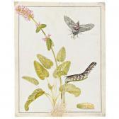 MERIAN Maria Sybilla A Convolvulus Hawk Moth As A Pupa, Caterpillar And Moth, On A Sprig Of Betony MERIAN Maria Sybilla A Convolvulus Hawk Moth As A Pupa, Caterpillar And Moth, On A Sprig Of Betony