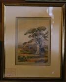METZGER JOHN A. Lebanon Cedars METZGER JOHN A. Lebanon Cedars