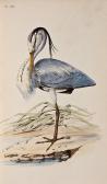 MEYER Henry Leonard Coloured Illustrations Of British Birds And Their Eggs MEYER Henry Leonard Coloured Illustrations Of British Birds And Their Eggs