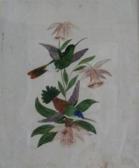 MEZGER Agonis Humming Birds And Flowers MEZGER Agonis Humming Birds And Flowers