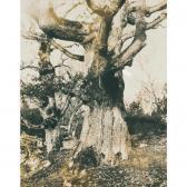 MICHELOT a. Étude D'arbre MICHELOT a. Étude D'arbre
