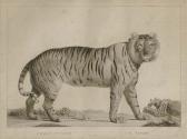 MIGER Simon Charles Exotic Animals: Three Plates MIGER Simon Charles Exotic Animals: Three Plates