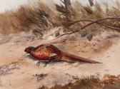 MILLIKEN Robert W. Pheasant MILLIKEN Robert W. Pheasant