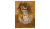 MINTO R.P. Pekingese Dog MINTO R.P. Pekingese Dog