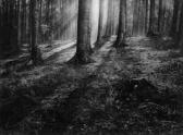 MISONNE Leonard Forêt De Hètres MISONNE Leonard Forêt De Hètres