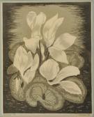 MITCHELL George Cyclamen MITCHELL George Cyclamen