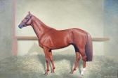 MITCHELL Jean The Racehorse 'snurge' In A Stable Interior MITCHELL Jean The Racehorse 'snurge' In A Stable Interior