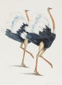 MITCHELL Susan Ostrich Trot Ii MITCHELL Susan Ostrich Trot Ii