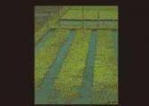 MIURA Shunsuke Rice Field MIURA Shunsuke Rice Field
