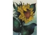 MIYATA Masayuki Sunflower MIYATA Masayuki Sunflower
