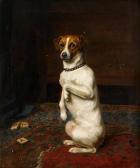 MOBERLY Mariquita Jenny Jack Russell Terrier MOBERLY Mariquita Jenny Jack Russell Terrier