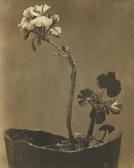 MODOTTI Tina Geranio MODOTTI Tina Geranio