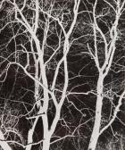 Mokrzycka Janina White Trees Mokrzycka Janina White Trees
