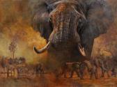 MOLLER Kobus Elephants MOLLER Kobus Elephants