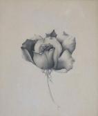 MONDOR Henri " Rose ". MONDOR Henri " Rose ".