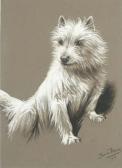 MOODY Fannie A Cairn Terrier MOODY Fannie A Cairn Terrier