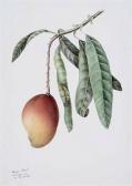 MOORE William Study Of A Mango MOORE William Study Of A Mango
