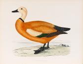 MORRIS BEVERLEY R. British Game Birds And Wildfowl MORRIS BEVERLEY R. British Game Birds And Wildfowl