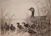 MORRIS Edward Federal Duck MORRIS Edward Federal Duck