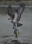 MORTON ROBERT Bird Of Prey With Fish MORTON ROBERT Bird Of Prey With Fish