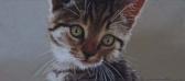 MOULD John Tabby Kitten MOULD John Tabby Kitten