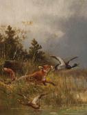 MULLER Moritz Entenjagender Fuchs MULLER Moritz Entenjagender Fuchs