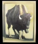 MURRAY Richard Deibel Bison MURRAY Richard Deibel Bison