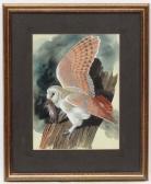 MURRAY SMITH Dan Ornithological Illustrator MURRAY SMITH Dan Ornithological Illustrator