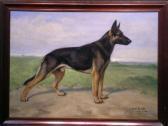 MUSS-ARNOLT Gustav Grand Champion 'erick Von Grafenworth', A German Shepherd MUSS-ARNOLT Gustav Grand Champion 'erick Von Grafenworth', A German Shepherd
