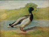 MUSS-ARNOLT Gustav Mallard MUSS-ARNOLT Gustav Mallard