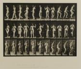 MUYBRIDGE Eadweard Animal Locomotion MUYBRIDGE Eadweard Animal Locomotion