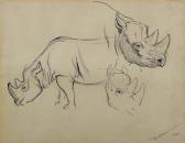 MUYDEN van Ewert Louis Study Of Rhinoceri. 1886 MUYDEN van Ewert Louis Study Of Rhinoceri. 1886