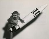 N.A.S.A. Le Singe "baker" N.A.S.A. Le Singe "baker"