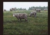 NAKAMURA Hideo A Flock Of Sheep NAKAMURA Hideo A Flock Of Sheep