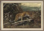 nouyer joe A Prowling Leopard nouyer joe A Prowling Leopard