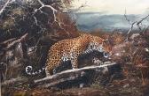 nouyer joe Prowling Leopard nouyer joe Prowling Leopard