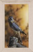O'DRISCOLL Danny American Kestral O'DRISCOLL Danny American Kestral