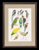 O NEILL John Various Bird Studies O NEILL John Various Bird Studies