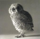 O'NEILL Michael Tanny Owl O'NEILL Michael Tanny Owl